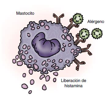 Diagrama de reacción alérgica con liberación de histamina en el cuerpo.