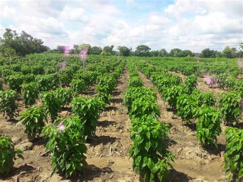 Campo de ajíes frescos en temporada de cosecha