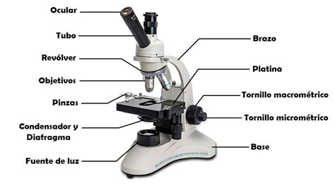 Esquema de las partes principales de un microscopio óptico enfocado en microbiología: objetivos, condensador, platina y sistema de iluminación.