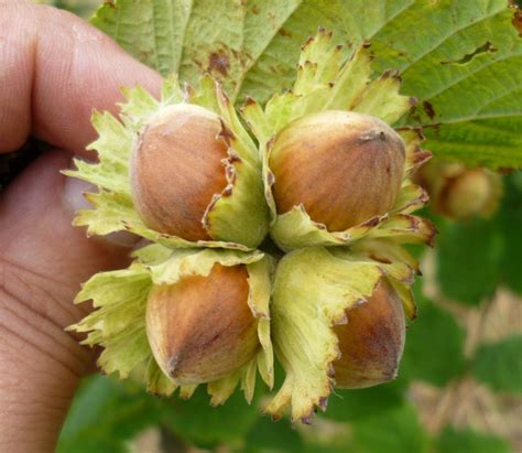 Foto comparativa de una planta de avellano sana y una con síntomas de daño por cabrito