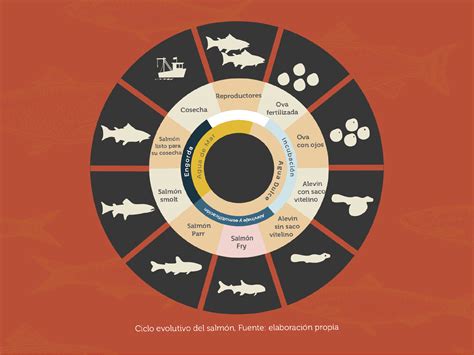 Infografía detallando las etapas de crecimiento del salmón desde ovas hasta smolt en piscicultura de agua dulce.