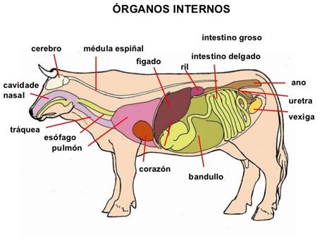 Esquema anatómico de la vaca mostrando la ubicación de la entraña (diafragma)