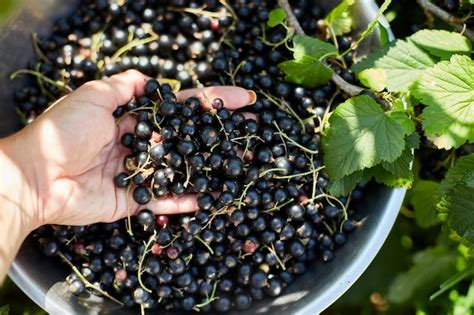Fotografía de grosellas frescas recién recolectadas en un jardín
