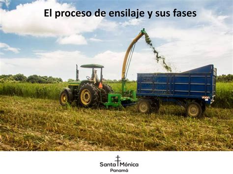 Esquema del proceso de ensilaje y sus fases