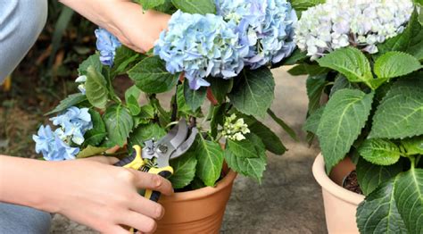 Esquema de poda de hortensias, mostrando qué ramas cortar en primavera.