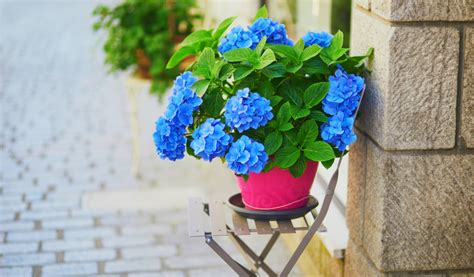 Maceta de hortensia envuelta en fieltro protector y colocada en un rincón resguardado.