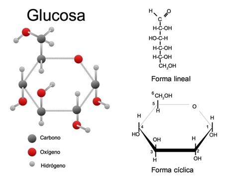 Esquema de la estructura de una molécula de gluten o de almidón