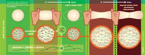 Ilustración de la red de gluten y las burbujas de aire en una masa de pan