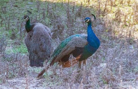 Pavo real forrajeando en su hábitat natural