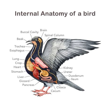 Ilustración de un ave mostrando su anatomía pectoral