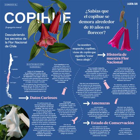 Infografía sobre flores comestibles chilenas y sus usos