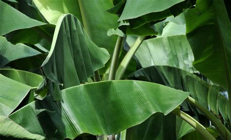Hojas de plátano cortadas y limpias para el armado del tamal