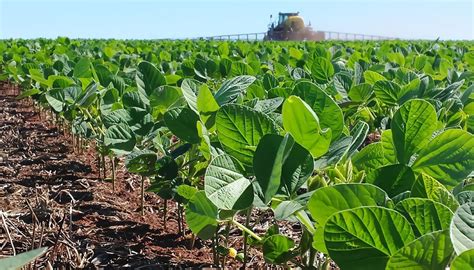 Campo de cultivo de soya o porotos de soya maduros