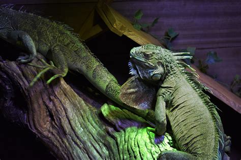 Ilustración de la protagonista Rita, quizás con su iguana Willy o en un contexto escolar/doméstico, en estilo de libro infantil
