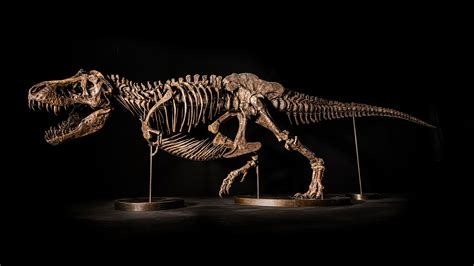 Esqueleto completo de Tyrannosaurus rex en postura de caza