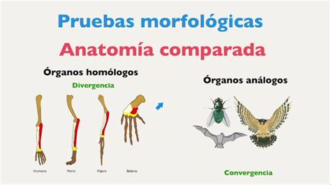 Esquema comparativo visual que muestra las diferencias morfológicas (piel, forma, interior) entre un tubérculo de ñame y uno de yuca.