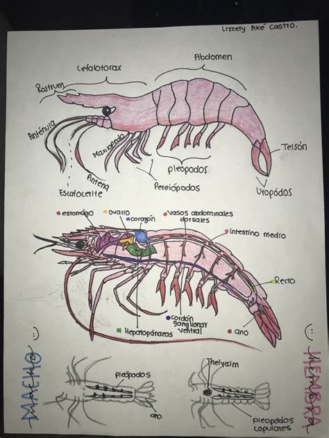 Esquema que muestra la estructura de un camarón, con un enfoque en su musculatura
