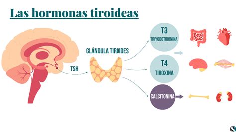 Esquema de la glándula tiroides y su influencia en el metabolismo corporal