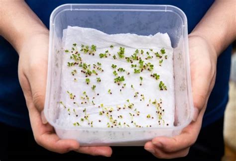 Esquema del proceso de estratificación en frío de semillas de manzana en refrigerador