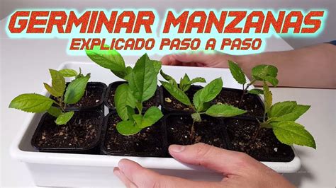 Sembrar semillas de manzana germinadas en macetas pequeñas