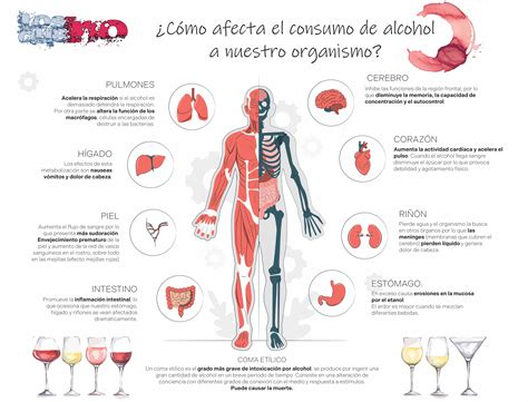 Esquema de cómo el alcohol afecta el sistema digestivo y el apetito