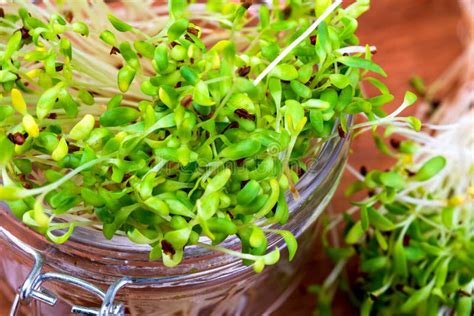 Foto de brotes de alfalfa frescos en un cuenco