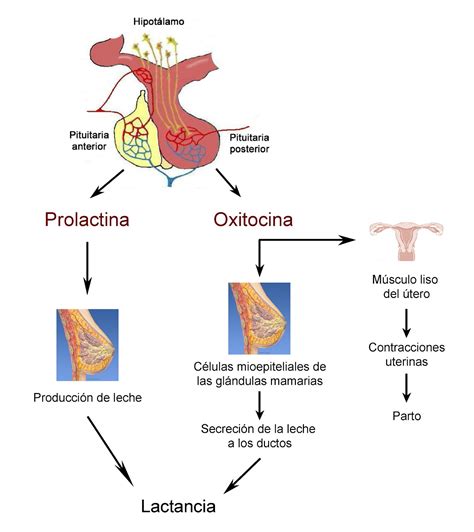 Infografía sobre el ciclo de producción de leche y las hormonas involucradas (Prolactina, Oxitocina y FIL)