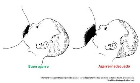 Esquema de un buen agarre del bebé al pecho y boca visible, con labios evertidos