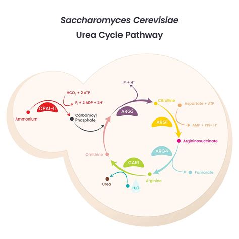 Esquema del metabolismo de la glucosa en Saccharomyces cerevisiae