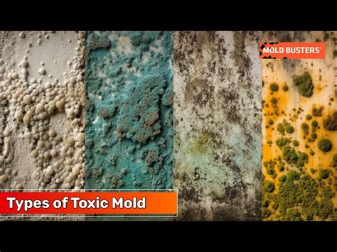 Tipos de moho en embutidos: moho blanco bueno y moho verde/azul indeseado