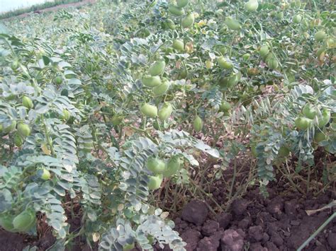 Fotografía de planta de garbanzo con vainas en estado de llenado de granos (R6)