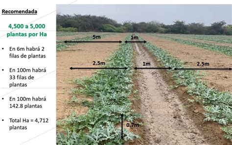 Esquema de densidad de siembra de garbanzo en campo