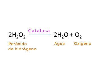 Esquema ilustrativo de la reacción química: peróxido de hidrógeno descompuesto en agua y oxígeno por acción de la catalasa.