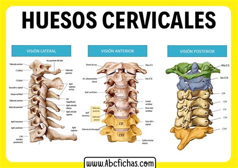 Esquema anatómico del cuello de un cerdo mostrando las vértebras cervicales