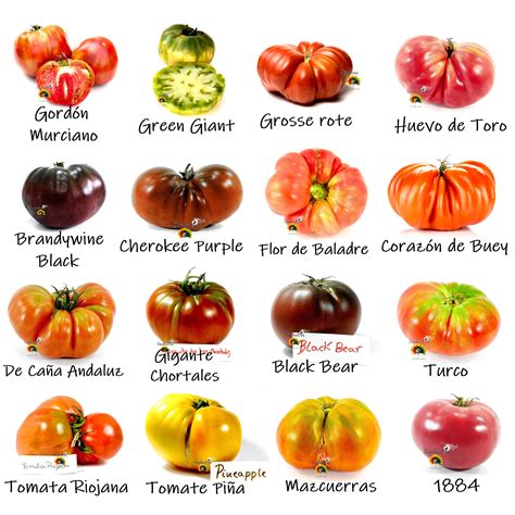 Variedades de tomates frescos, incluyendo tomate cherry y tomate de árbol