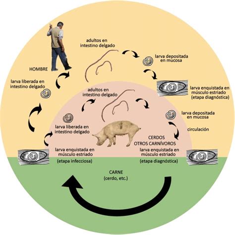 Esquema del ciclo biológico de la Trichinella: desde la ingesta de carne infectada hasta la formación de quistes en el tejido muscular del huésped.