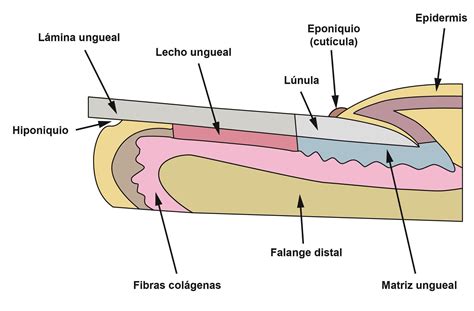Esquema anatómico de la uña mostrando la lámina ungueal, el lecho ungueal y la acumulación de sangre (hematoma subungueal)