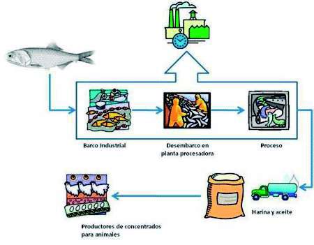 Esquema del papel de la harina y aceite de pescado en la cadena de valor de la acuicultura
