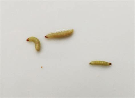 Fotografía macro de larvas de gorgojos (gusanos blancos) alimentándose de raíces de frambuesa
