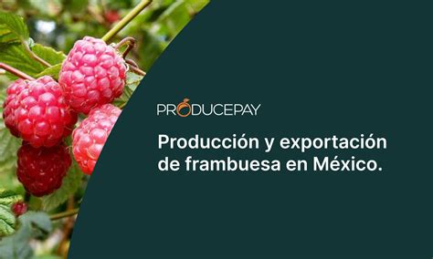 Foto: Producción de frambuesa en macrotúnel, permite obtener mayores rendimientos de fruta (Kaiser V Ernst, 2014)