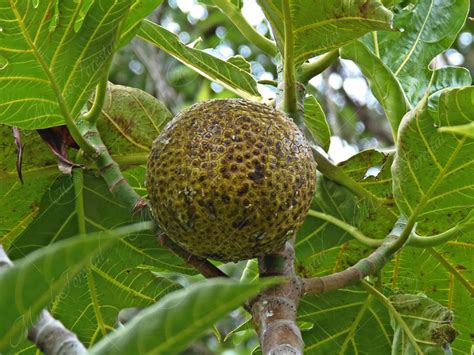 fruta del pan en árbol o fruta entera