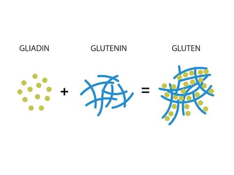 Esquema de la formación de la red de gluten durante el amasado, mostrando la interacción de gliadina y glutenina con agua.