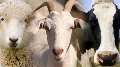 Leche fresca de diferentes animales (vaca, cabra, oveja) en recipientes, resaltando la pureza y calidad.