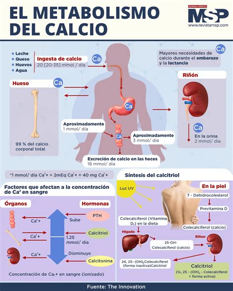 Infografía que muestra cómo el calcio de los lácteos interfiere con la absorción de ciertos antibióticos