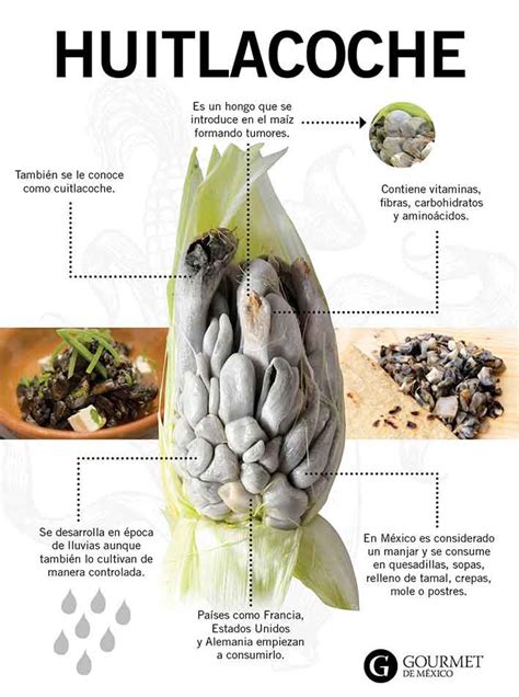 Esquema del desarrollo de las agallas de huitlacoche en una mazorca de maíz, mostrando el cambio de color de blanco a negro
