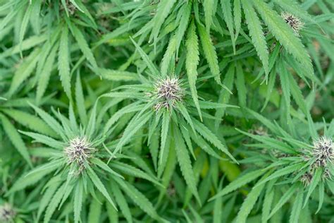 Imagen temática: vaso de leche de marihuana con hojas de cannabis de fondo