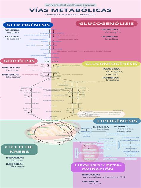 Esquema de las vías metabólicas donde interviene la vitamina B12