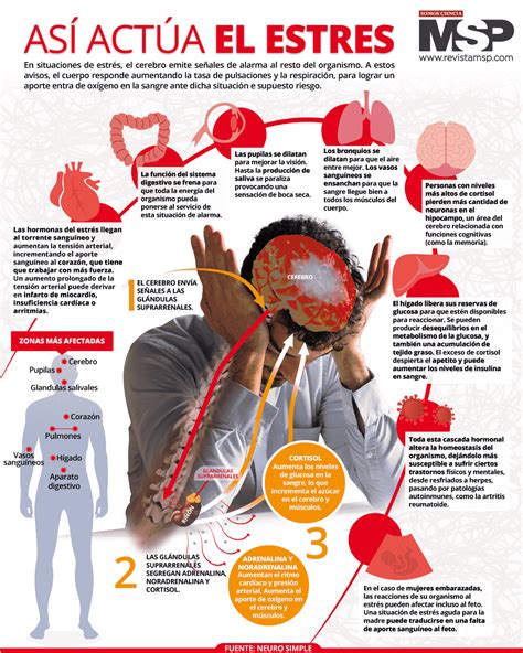 Infografía: Impacto del estrés en la salud digestiva