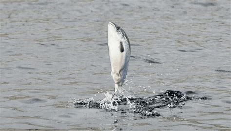 Infografía que muestra la cadena de exportación del salmón chileno hacia el mercado estadounidense.