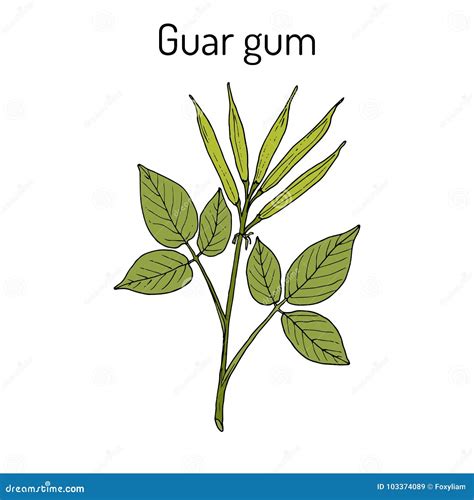 Ilustración de la planta Cyamopsis tetragonoloba (Guar)